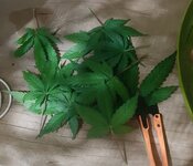 20260124_064244.jpg 20260124_064244.jpg