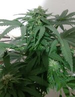 20260124_064208.jpg 20260124_064208.jpg