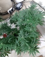 20260124_071315.jpg 20260124_071315.jpg