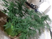 20260124_071215.jpg 20260124_071215.jpg