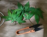 20260124_072537.jpg 20260124_072537.jpg