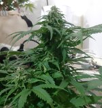 20260124_074554.jpg 20260124_074554.jpg