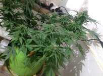 20260125_061256.jpg 20260125_061256.jpg