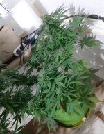 20260125_063136.jpg 20260125_063136.jpg