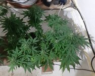 20260125_063756.jpg 20260125_063756.jpg