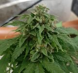 20250526_213722.jpg 20250526_213722.jpg