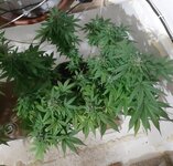 20260125_070829.jpg 20260125_070829.jpg