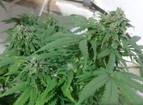 20250528_184808.jpg 20250528_184808.jpg