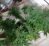 20260125_075428.jpg 20260125_075428.jpg