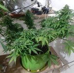 20260125_075414.jpg 20260125_075414.jpg