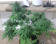 20260125_090459.jpg 20260125_090459.jpg