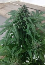 20260125_090442.jpg 20260125_090442.jpg