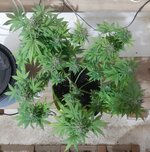 20260125_095302.jpg 20260125_095302.jpg