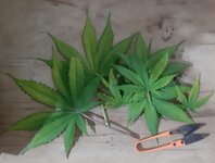 20250603_185815.jpg 20250603_185815.jpg