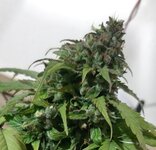 20250607_063229.jpg 20250607_063229.jpg