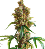 1769365144688.png 1769365144688.png