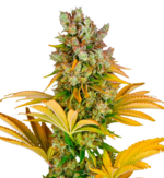 1769365149690.png 1769365149690.png