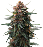 1769365153273.png 1769365153273.png