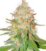 1769365159890.png 1769365159890.png