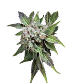 1769365169190.png 1769365169190.png