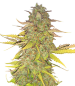 1769365175161.png 1769365175161.png