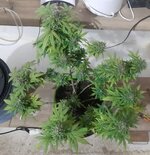 20260126_062059.jpg 20260126_062059.jpg