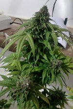 20260126_062034.jpg 20260126_062034.jpg