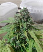 20250610_205359.jpg 20250610_205359.jpg