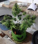 20260126_065119.jpg 20260126_065119.jpg