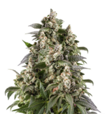 1769439867503.png 1769439867503.png