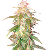 1769439875673.png 1769439875673.png