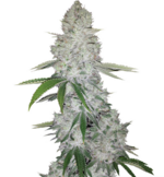 1769439879372.png 1769439879372.png