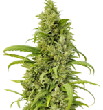 1769439886889.png 1769439886889.png