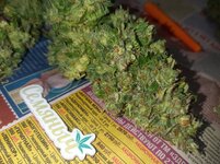 20260127_060917.jpg 20260127_060917.jpg