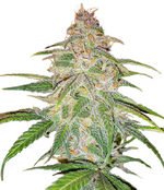 1769774941847.png 1769774941847.png