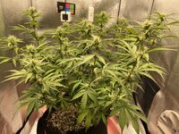 IMG_2163.jpeg IMG_2163.jpeg