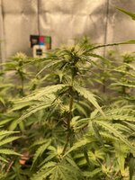 IMG_2165.jpeg IMG_2165.jpeg