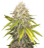 1770191635192.png 1770191635192.png