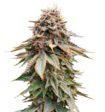 1770191649079.png 1770191649079.png