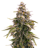 1770191666189.png 1770191666189.png