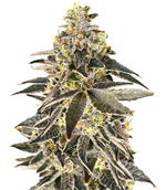 1770218356726.png 1770218356726.png