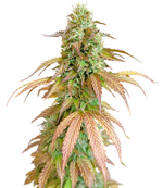 1770218404796.png 1770218404796.png