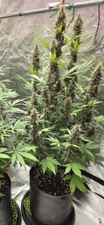 Screenshot_20260204_192626_Gallery.jpg Screenshot_20260204_192626_Gallery.jpg