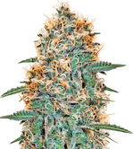 1770286265018.png 1770286265018.png