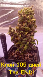 105 дн (1).jpg