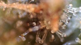 IMG_2646.jpeg IMG_2646.jpeg