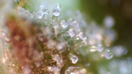 IMG_2645.jpeg IMG_2645.jpeg