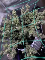 IMG_2477.jpeg IMG_2477.jpeg