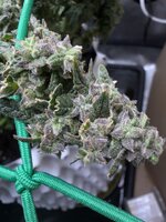 IMG_2473.jpeg IMG_2473.jpeg