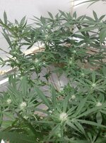 20260208_061748.jpg 20260208_061748.jpg